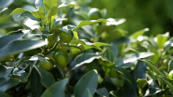 Fortunella japonica cumquat. Fond naturel avec des fruits cumquats dans le feuillage. — Video