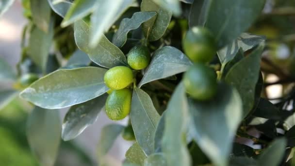 Fortunella japonica cumquat. Fond naturel avec des fruits cumquats dans le feuillage. — Video