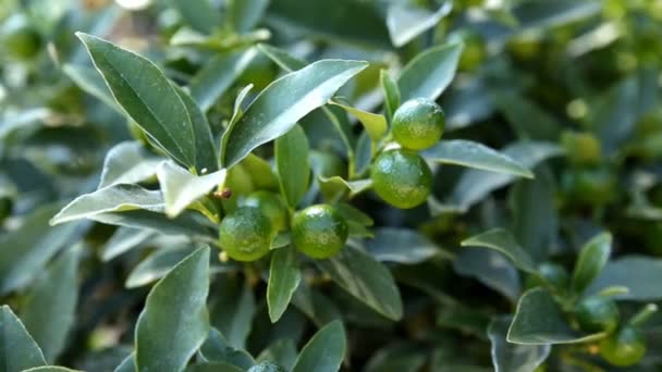 Fortunella japonica cumquat. Fond naturel avec des fruits cumquats dans le feuillage. — Video