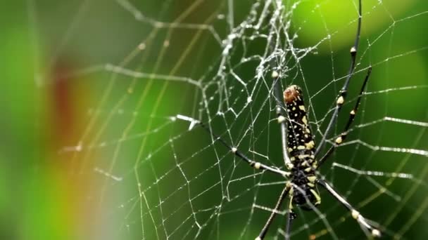 De Northern Golden Orb Weaver Nephila pilipes creëren zijn web, ventrale kant. Bali, Indonesië. — Stockvideo