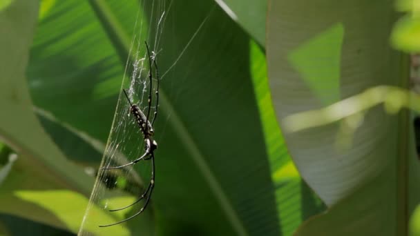 The Northern Golden Orb Weaver Nephila pilipes creating its web, ventral side. Bali, Indonesia. — Stock Video