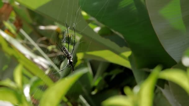 De Northern Golden Orb Weaver Nephila pilipes creëren zijn web, ventrale kant. Bali, Indonesië. — Stockvideo