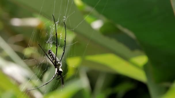 L'orbe dorée du Nord tisserand Nephila pilipes créant sa toile, côté ventral. Bali, Indonésie. — Video