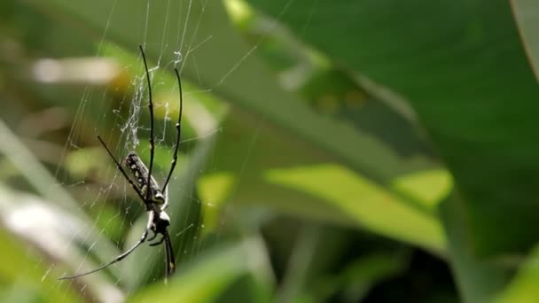 Kuzey Altın Küre Weaver Nephila pilipes ağ oluşturuyor, ön tarafta. Bali, Endonezya. — Stok video