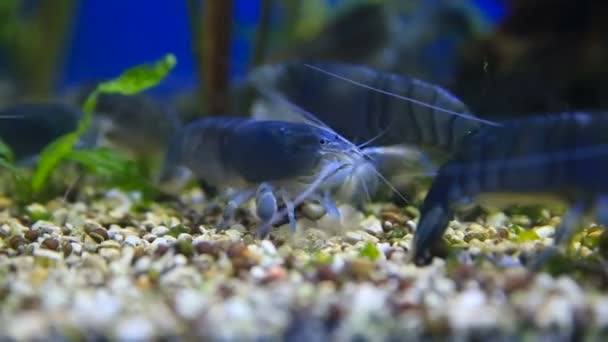 Shrimps Atyopsis moluccensis in the aquarium Close-up — Stock Video