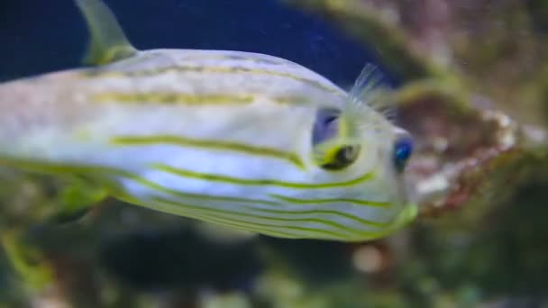 Dog Face Puffer Arotrhon hispidus floats in special tank with lighting and oxygen generator — Stock Video