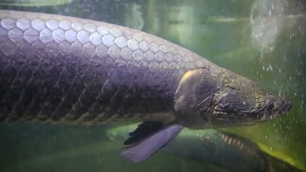 Pirarucu, Giant arapaima Arapaima gigas — 비디오