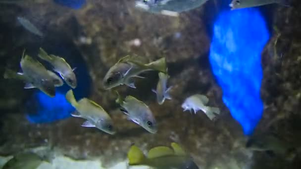 Peces de mar Sciaena umbra flota en tanque especial con iluminación y generador de oxígeno — Vídeo de stock