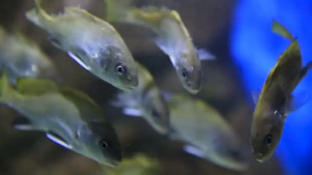 Peixes marinhos Sciaena umbra flutua em tanque especial com iluminação e gerador de oxigênio — Vídeo de Stock