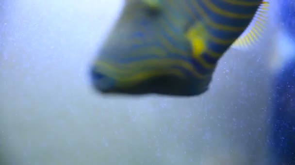 Triggerfish Orangelined Balistapus undulatus flutua em tanque especial com iluminação e gerador de oxigênio — Vídeo de Stock