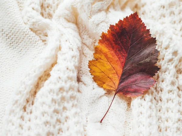 Jasny Kolorowy Jesienny Liść Ręcznie Robiony Sweter Dzianiny Kablowej Tekstura — Zdjęcie stockowe
