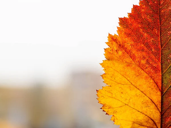 Jasny Kolorowy Jesienny Liść Rozmytym Tle Miasta Minimalizm Jesienny Sezon — Zdjęcie stockowe