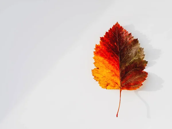 Jasny Kolorowy Liść Jesieni Widok Góry Monochromatyczną Geometrię Światłem Cieniem — Zdjęcie stockowe