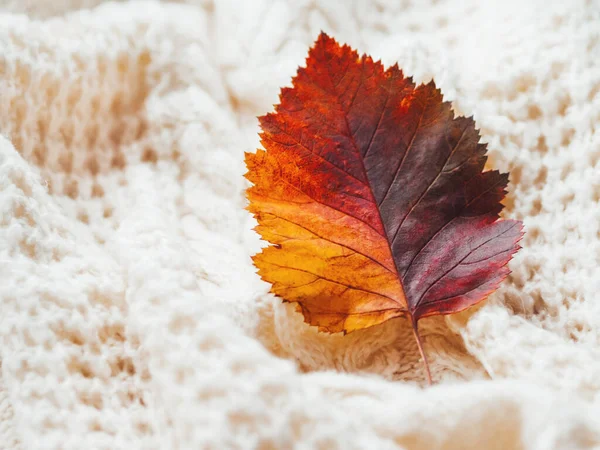 Brillante Colorida Hoja Otoño Suéter Punto Cable Hecho Mano Textura — Foto de Stock