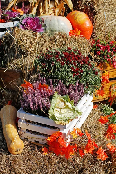 Heather Crisantemo Col Calabaza Calabazas Como Decoración Otoño Mercado —  Fotos de Stock