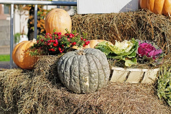 Calabazas Bayas Rosadas Pernettya Col Como Decoración Otoño Mercado —  Fotos de Stock