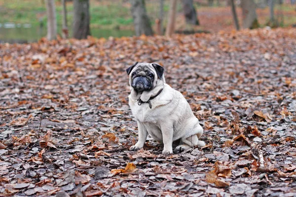 Pug Dog Sitting Autumn Foliage Park — Stock Photo, Image