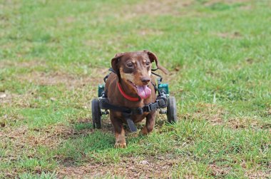 Yeşil çimenler üzerinde yürüyen tekerlekli sandalyede Dachshund