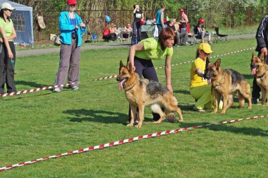 Volzhsky (Volgograd region), Rusya - 02 Mayıs 2009: Volzhsky köpek sergisinde Alman çoban köpekleri ve sahipleri