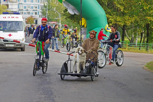 Москва Россия Сентября 2012 Года Собака Велосипедной Тележке Принимает Участие — стоковое фото