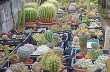 Botanik bahçesindeki siyah plastik kutularda çeşitli kaktüsler.