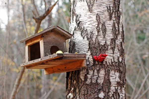 Birdhouse Food Hanging Birch Tree — Stock Photo, Image