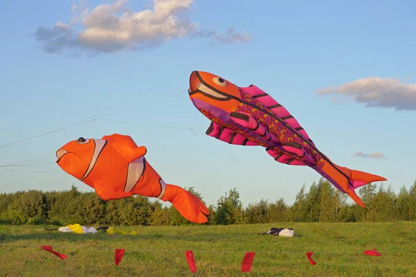 俄罗斯莫斯科 2015年8月29日 在莫斯科沙里奇诺公园举行的风筝节上 五彩斑斓的大鱼放风筝 — 图库照片
