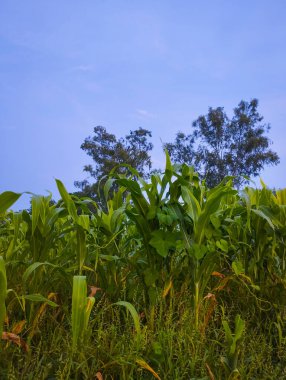 Gökyüzünün Altında Gelişen Bir Mısır Tarlasının Yakın Çekimi