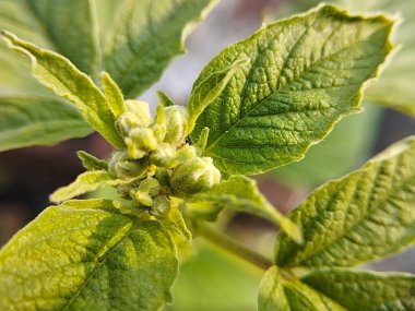 Ahududu Bitkisi Tomurcukları Açmaya Hazırlanıyor