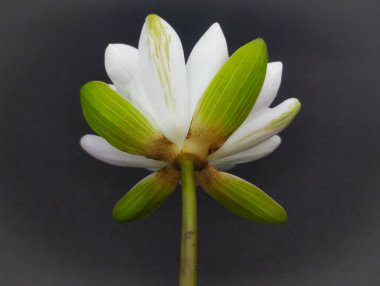 The Unseen Side of a Water Lily