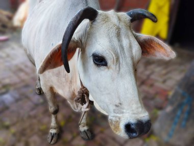 Nazik Beyaz İnek Portresi