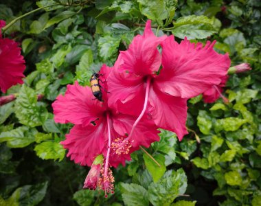 Yeşil Yapraklı Kırmızı Hibiscus Çiçekleri