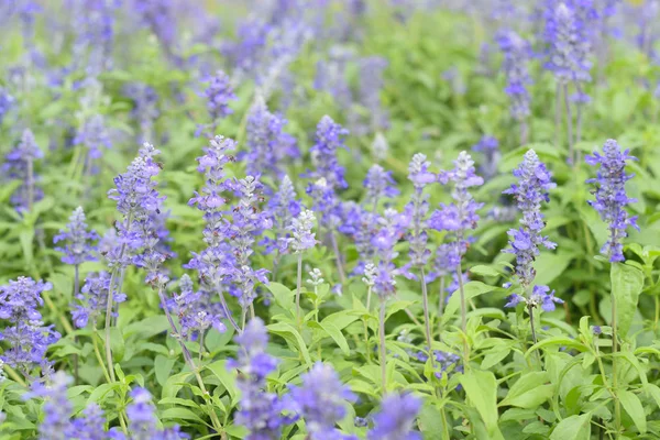 Blue Salvia Salvia Farinacea Flowers Blooming Garden Selective Focus — Stock Photo, Image