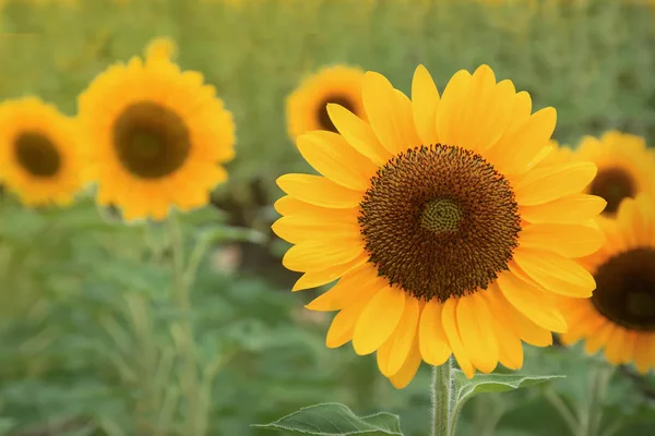 Sunflower blooming in the field. Sunflower oil improves skin health and promote cell regeneration