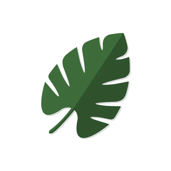 Folha Palmeira Monstera Planta Tropical Sobre Fundo Branco Ilustração Vetorial — Vetor de Stock