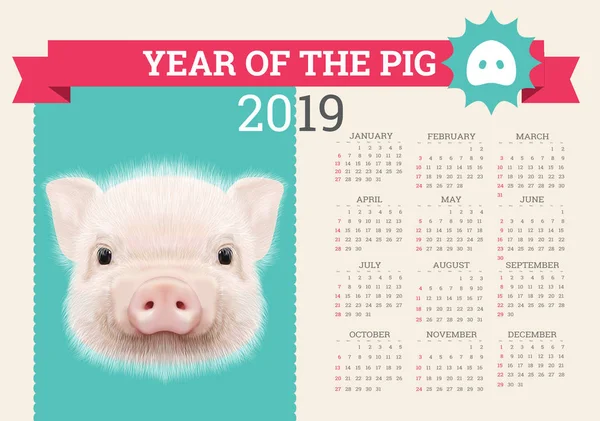 2019 için şık domuz takvim. Vektör düzenlenebilir bir şablona konsepti ile. Çince takvim yılında sembolü. Gerçekçi vektör çizim.