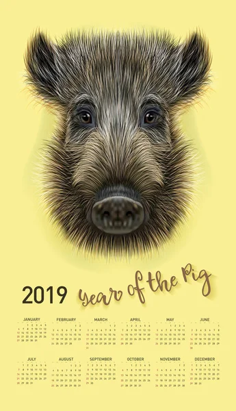 Domuz takvim 2019 için. Vektör düzenlenebilir bir şablona konsepti ile. Çince takvim yılında sembolü. Yaban domuzu gerçekçi vektör çizim.