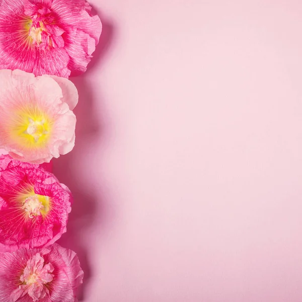 Summer mallow flowers pink background. Minimalism beauty holiday concept