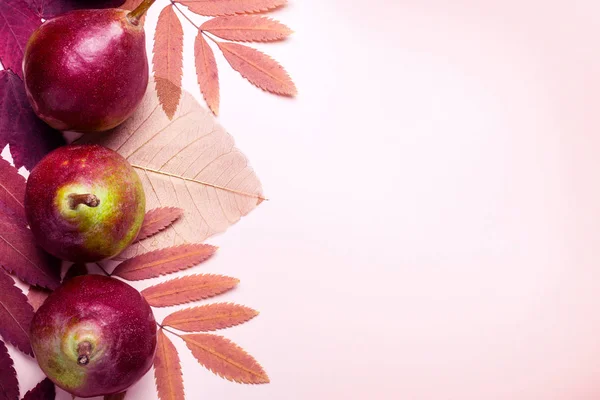 Natural composition of dry pink leaves and pears on pink background. Autumn harvest concept