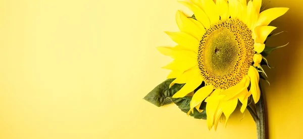 Beautiful sunflower on yellow background. Long banner format.