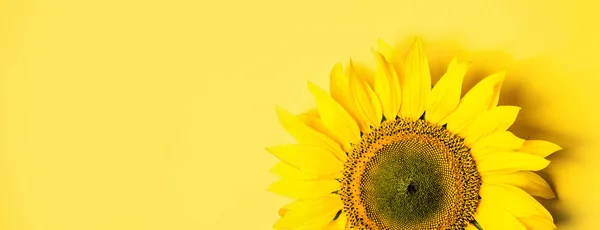Beautiful sunflower on yellow background. Long banner format