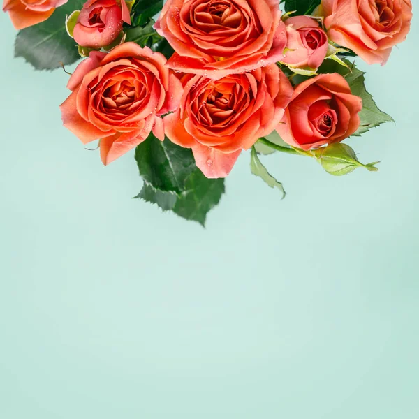 Beautiful coral mini roses on turquoise background.