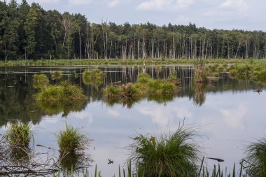 ormanın ortasında backwater