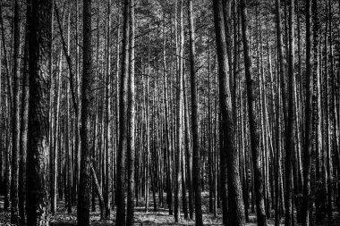 Kasvetli genç çam ormanı