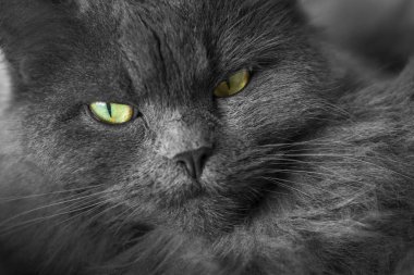 Kedi tek renkli baş ve yüzü