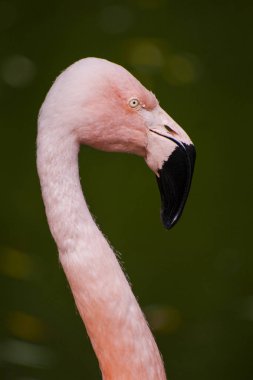 baş ve boyun flamingo