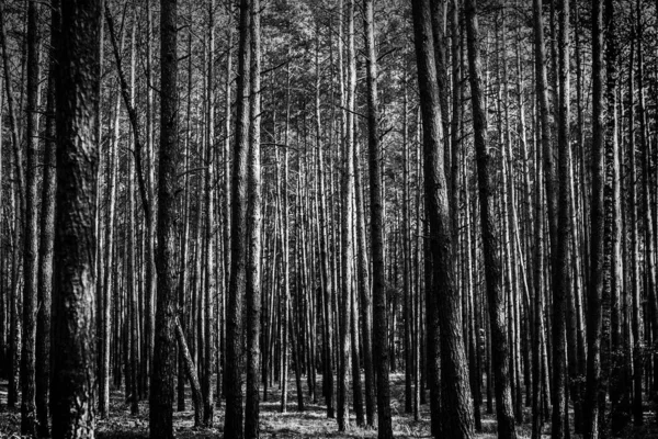 Kasvetli genç çam ormanı