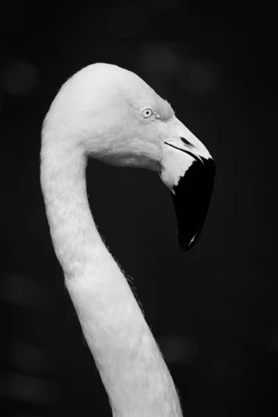 Голова и шея фламинго — стоковое фото