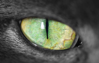 Cats eye with narrow pupil clipart