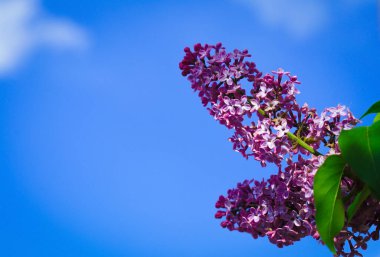 İlkbaharda mavi gökyüzüne karşı açan leylak çiçekleri (şırınga vulgaris)